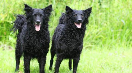 十种烈性犬,这七种烈性犬遇到千万要避开