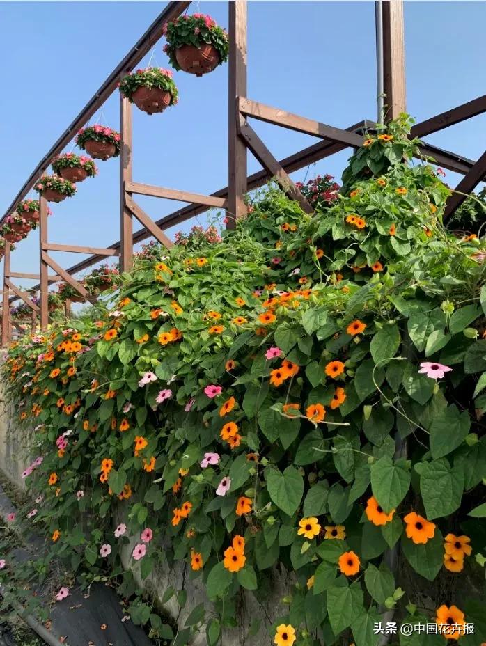 什么色系的花好看,6种颜色的花代表什么