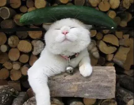 收藏淘宝店铺做任务,淘宝店铺经营执照在哪看