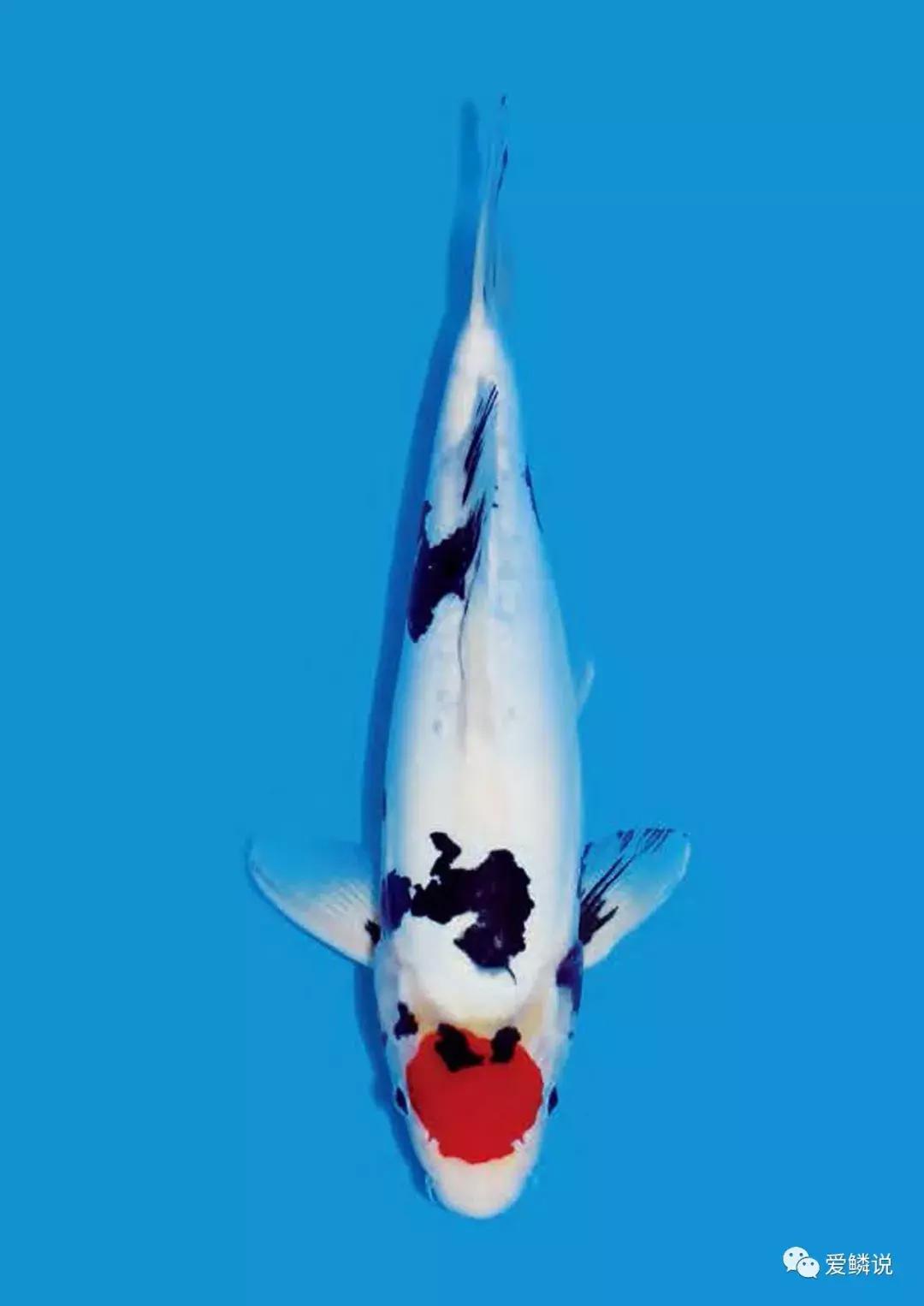 硝化细菌有几种,硝化细菌到底有哪些