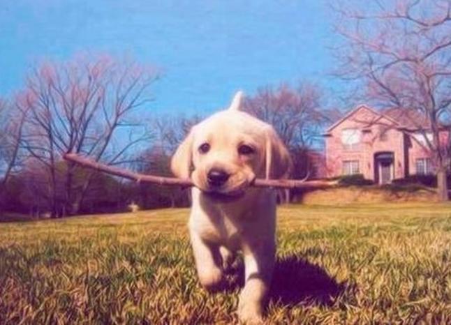 女人养拉布拉多犬好吗,拉布拉多犬怎么养最好