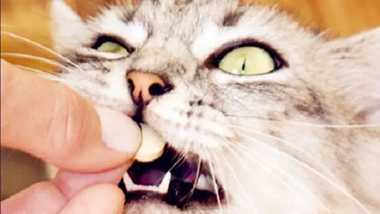 猫咪呕吐白色泡沫是什么原因,猫咪吃了冻干后呕吐是什么原因