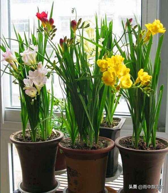 香雪兰花开败后怎么处理,怎样防止香雪兰花后叶子过早枯黄