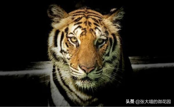 老虎和狮子分离了多久,狮子是百兽之王老虎是森林之王