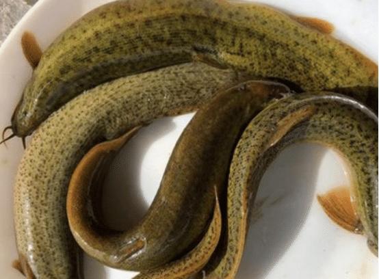 泥鳅市场前景如何,目前国内泥鳅市场行情怎么样