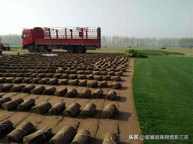 紫塞明珠,紫塞明珠苗木基地在哪里