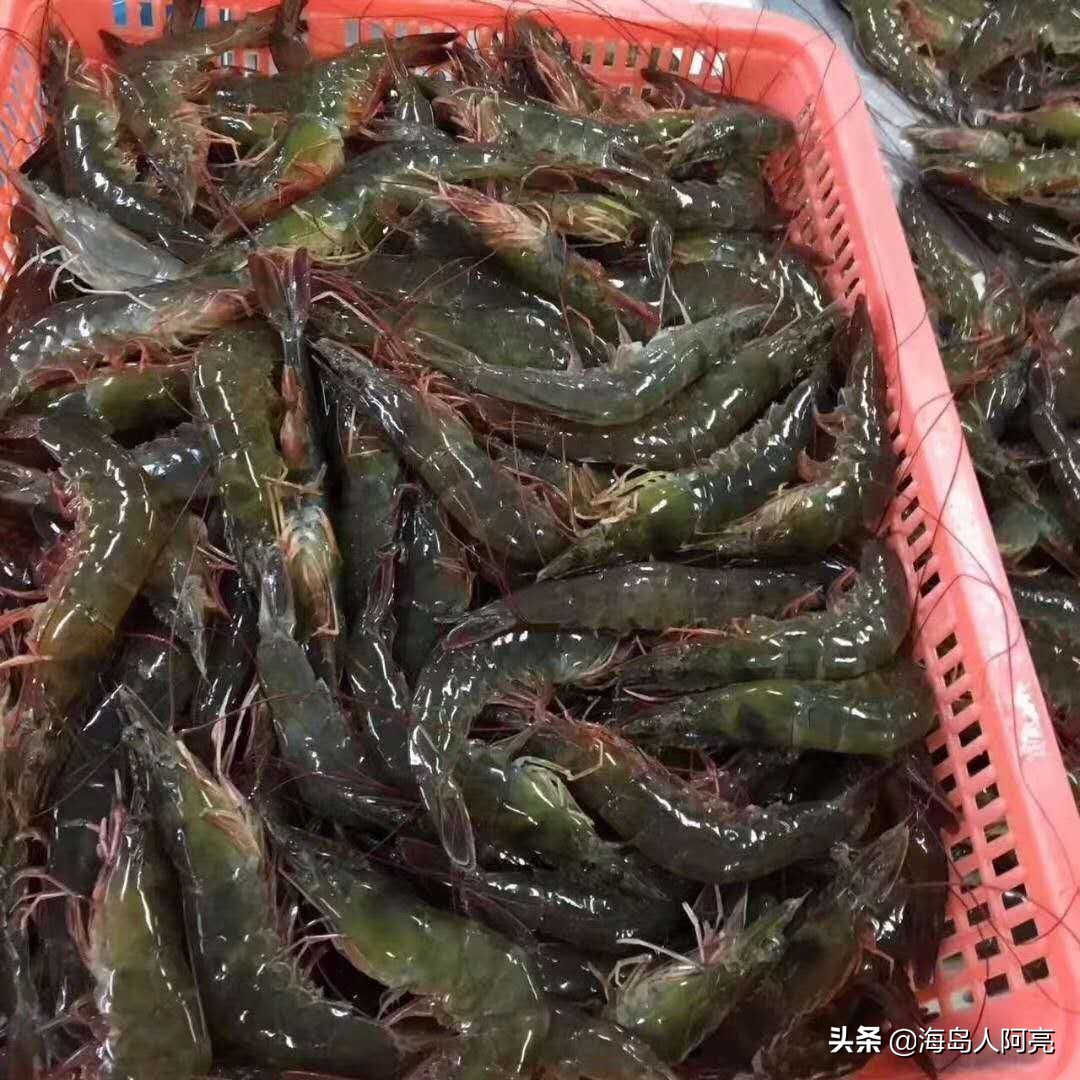 走进千家万户的海鲜~~~~虾（聊聊它身上的事，有点长坚持看完）