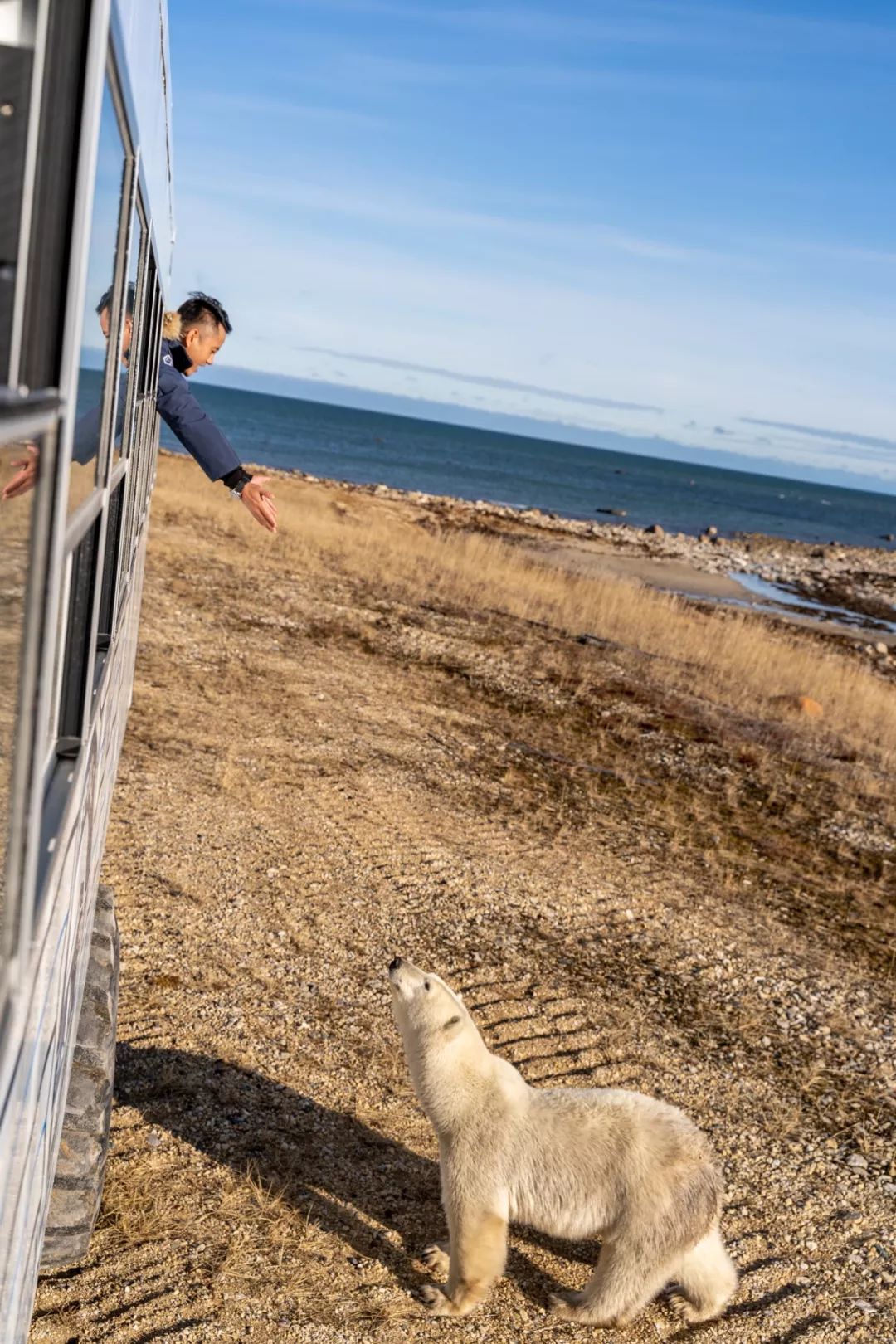 去北极旅游遇到北极熊的几率高吗,去趟北极