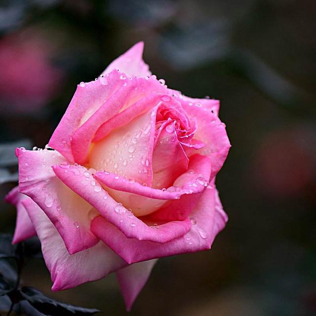 怎么栽月季小苗视频讲解,怎么养好树状月季苗子视频