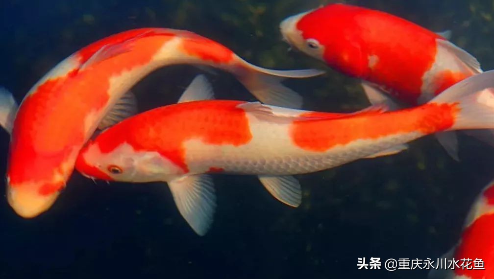 十种最漂亮的观赏鱼视频播放,观赏鱼60条