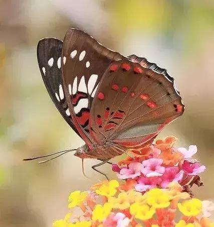 十首最美夏日诗词,最经典的夏日诗词