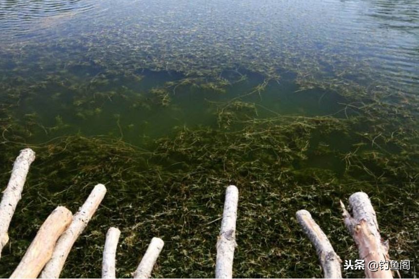 水草多的野河怎么钓鱼,几乎不走水的野河怎么诱鱼