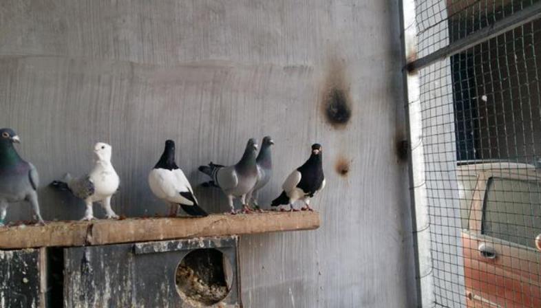 国血赛鸽赛场表现,最新最全信鸽特征