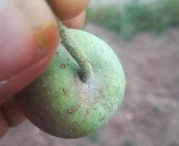 苹果树泡斑病怎么治疗,苹果褐斑病的症状和防治方法