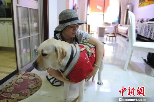 导盲犬带主人去景区被拒绝,上过央视的导盲犬被公交司机拒载