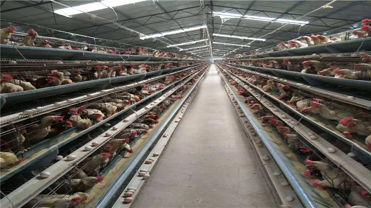 蛋鸡怎么养又保温度又通风,蛋鸡养殖怎么保持鸡蛋新鲜