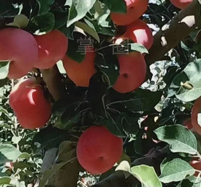 阿克苏本地找工作58同城最新招聘,阿克苏58同城找工作招聘信息