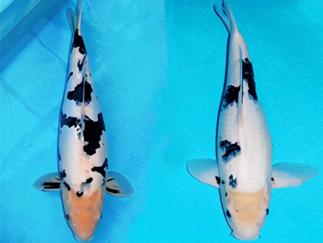 锦鲤鱼趴缸怎么解决,锦鲤鱼鳞溃烂最简单的解决办法