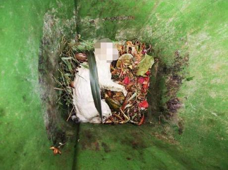 残忍至极！铁笼诱捕小猫水中溺毙，全程直播