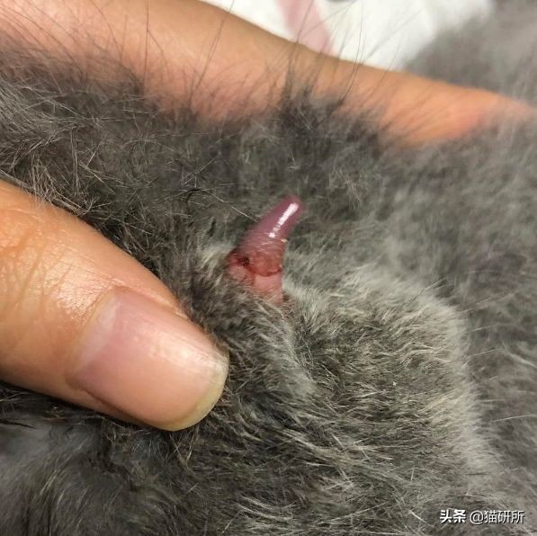 猫咪全项检查都有什么,猫咪的17项基础检查