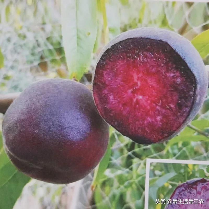 桃中极品黑桃怎么做,桃中极品黑桃