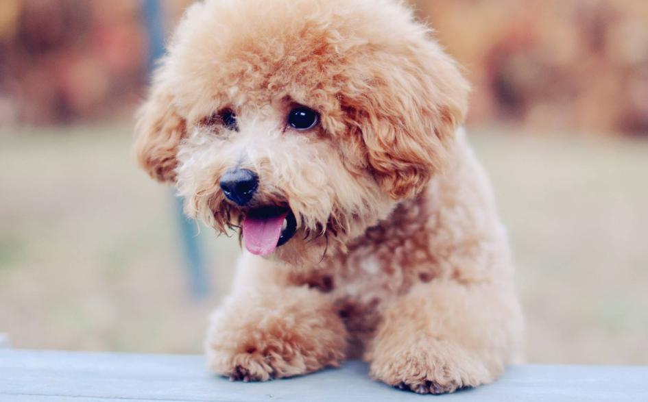 泰迪舔主人身体代表什么,泰迪犬舔毛怎么回事