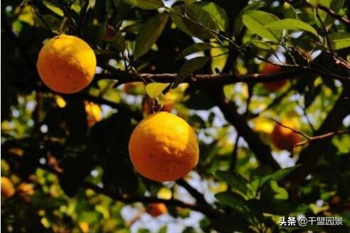 别墅庭院种四季常绿树,别墅庭院种什么树长得又高又快