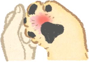 狗狗得了趾间炎听听养狗人怎么说,养狗10年才知道狗狗的3种居家检查