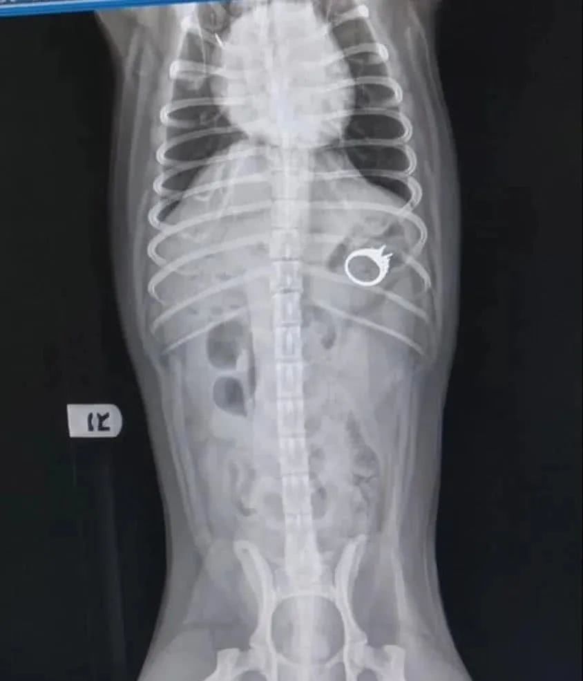 巴哥将钻戒吞进肚子里，带去医院手术取出，看到账单后没话说了