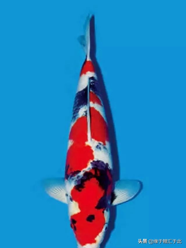 锦鲤充血怎么治疗用什么药,锦鲤充血的具体原因及解救方法