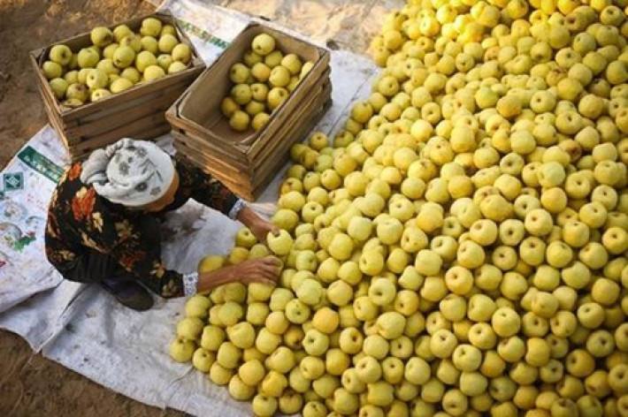 6元一斤果农无人问津,果农水果卖不出去5毛钱一斤