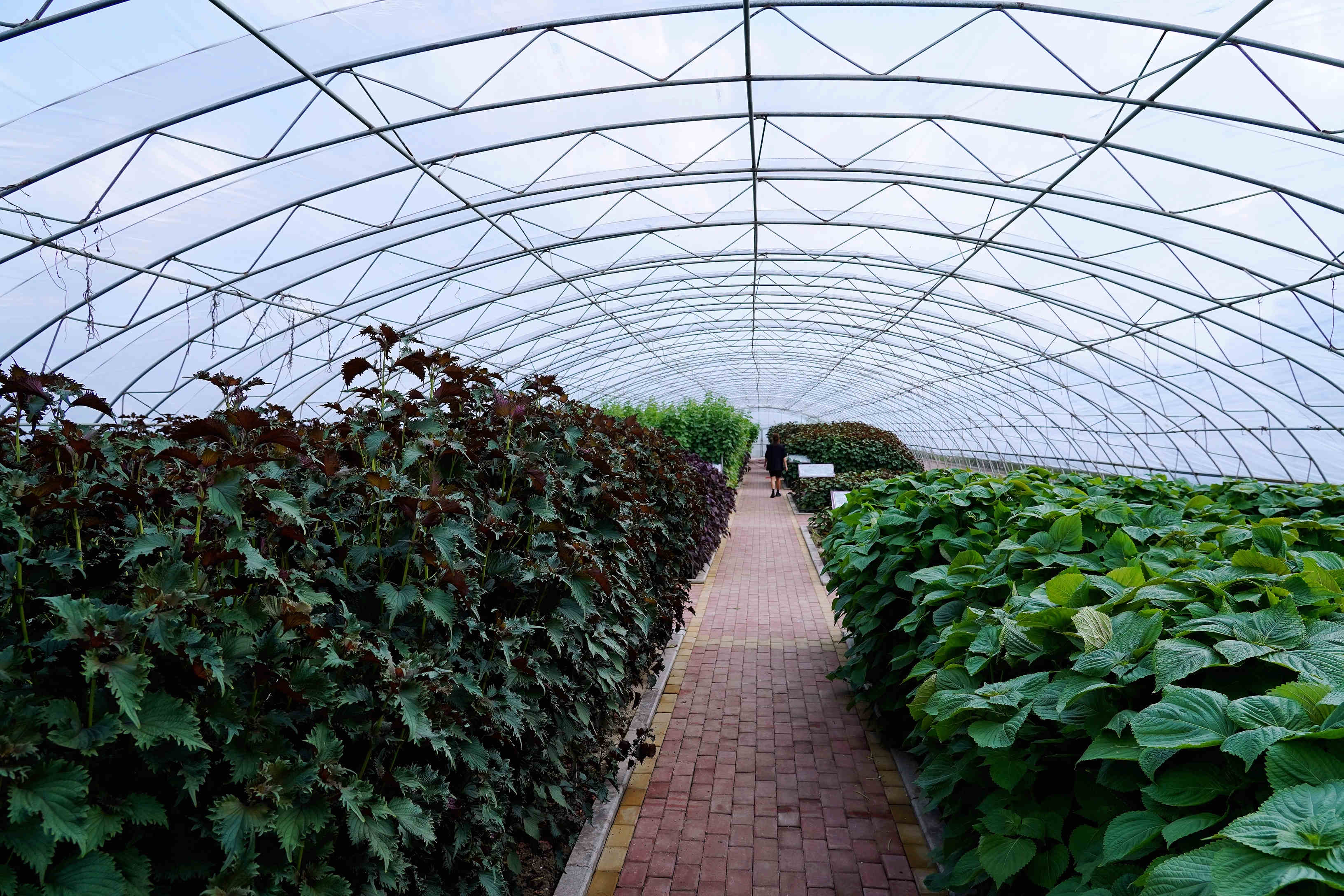 桦南紫苏种植基地在哪里,华南紫苏之乡