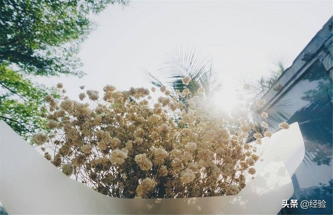 满天星中间发黄干枯怎么办,满天星叶子发黄干枯怎么处理