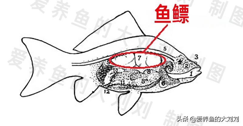 狮子头金鱼失鳔的原因及治疗方法,泰狮金鱼失鳔的治疗方法