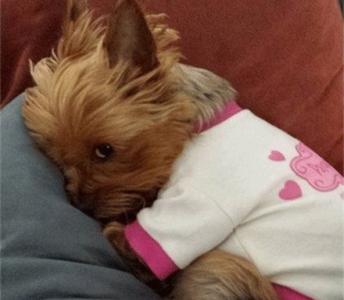 狗狗挠肚皮为什么蹬脚,挠狗狗肚子会蹬腿