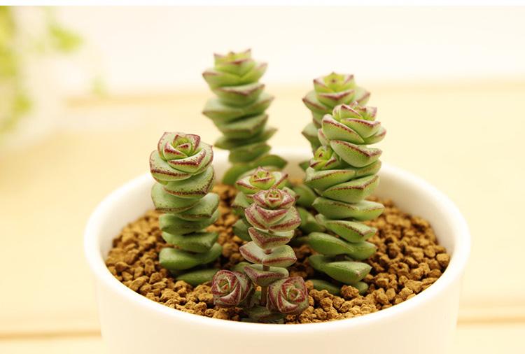 什么盆栽招财最旺,什么盆栽比较招财