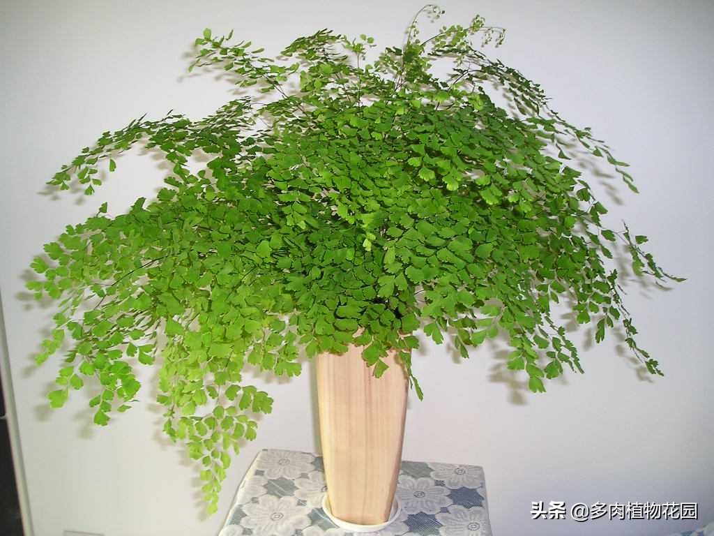 铁线蕨怎么养叶子更绿,铁线蕨怎么养好看图片欣赏