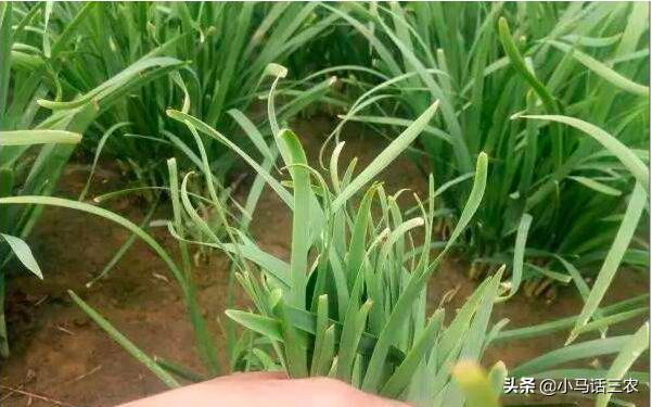 韭菜出现干尖用什么特效药,韭菜干尖枯怎么回事