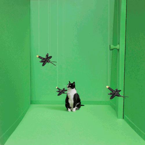 猫咪吃蟑螂该怎么教导,猫咪不小心吃了蟑螂怎么办