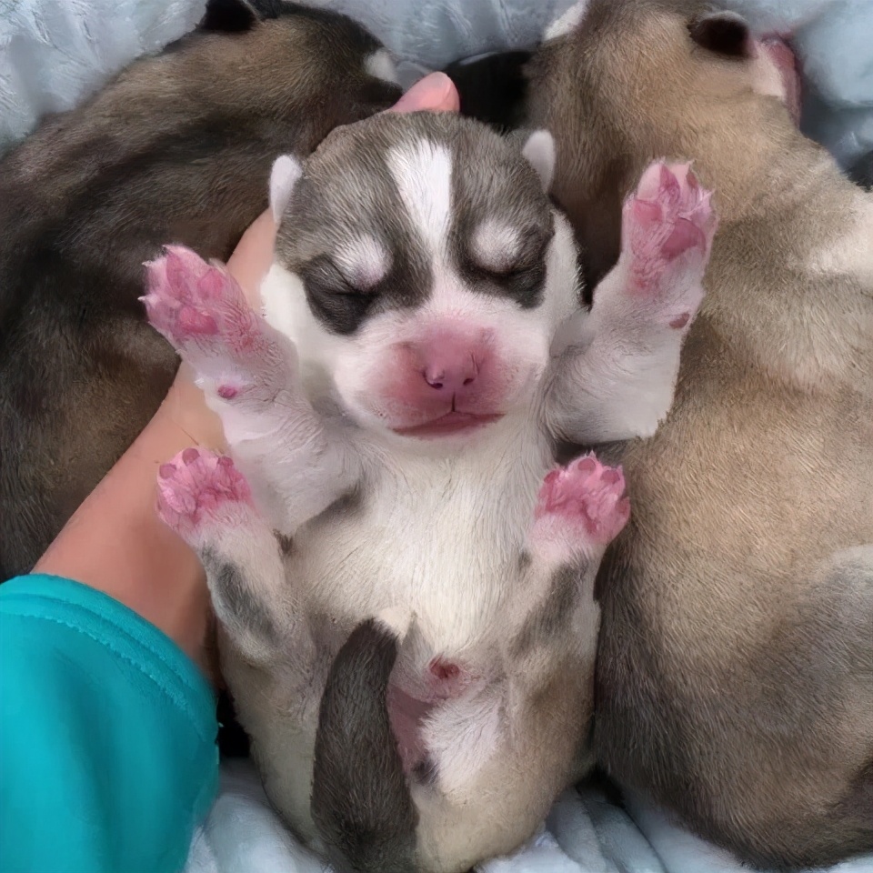 博美怀孕了会怎样,二哈让博美怀孕