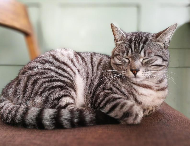 新手养猫必看省钱攻略,新手小白养猫看过来超详细攻略