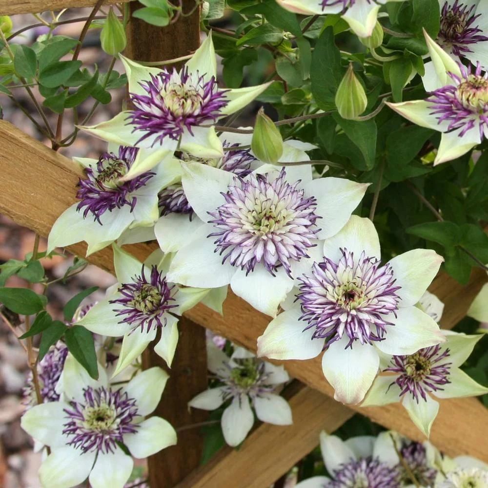 适合阳台养的藤本开花植物有哪些,适合做花墙的藤本植物