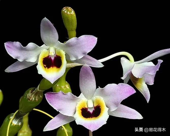 条状石斛和钉状石斛的区别,翅梗石斛与黑毛石斛的区别