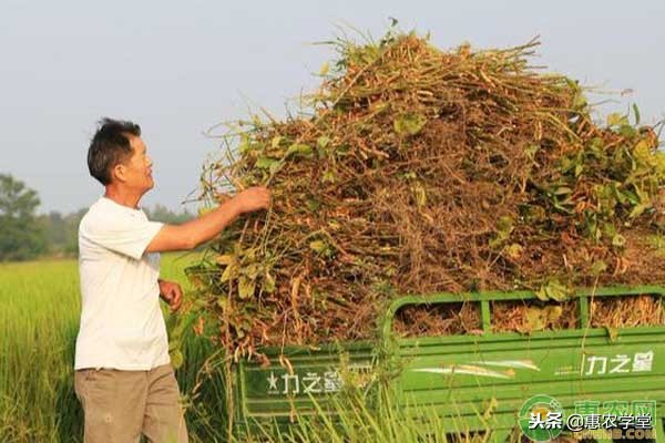 黄豆什么时间施肥施什么肥产量高,农村黄豆的种植方法