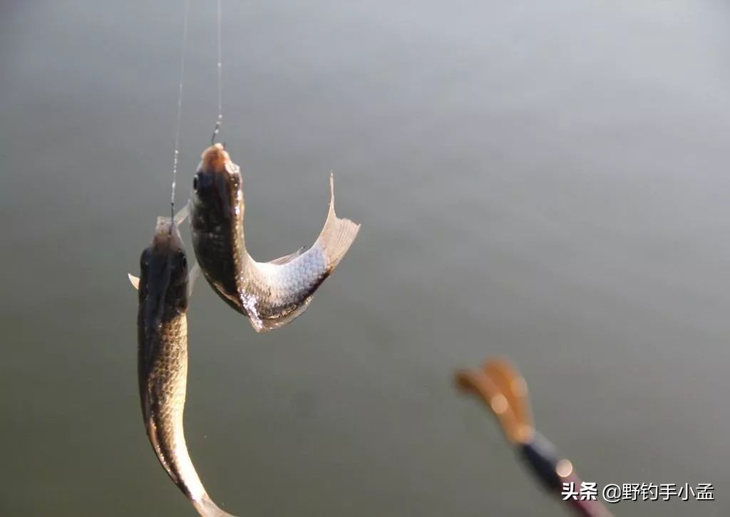 鱼钩大小决定钓多大鱼吗,鱼钩大小对钓鱼影响图