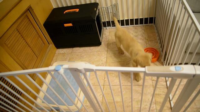 小狗狗护窝最佳处理方法,小狗刚到家笼子怎么布置