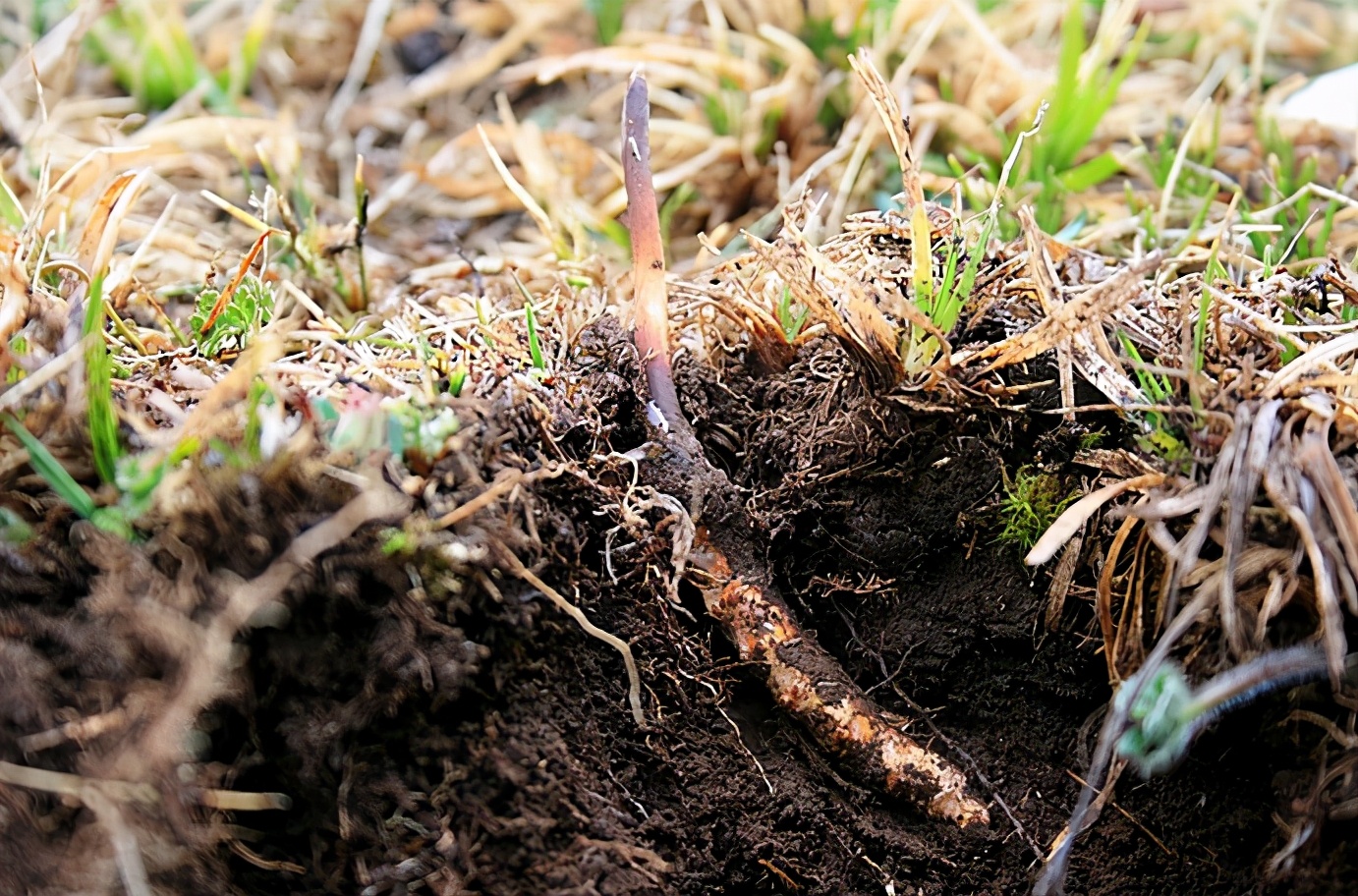 家乡特产有哪些好吃的,有什么家乡的特产