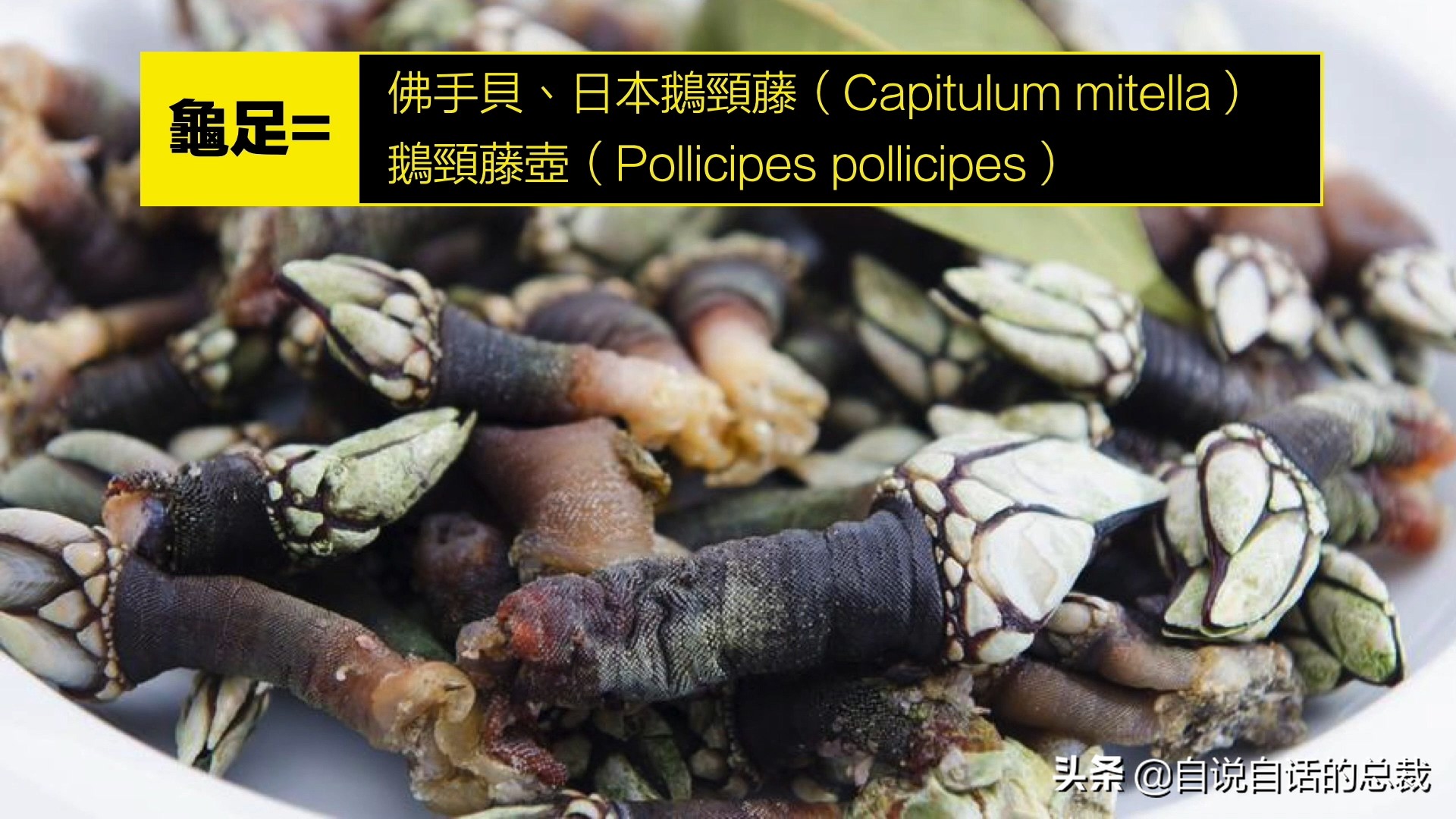 蚶蛤蛏蚬区别,蛤蜊蚶子蛏子区别