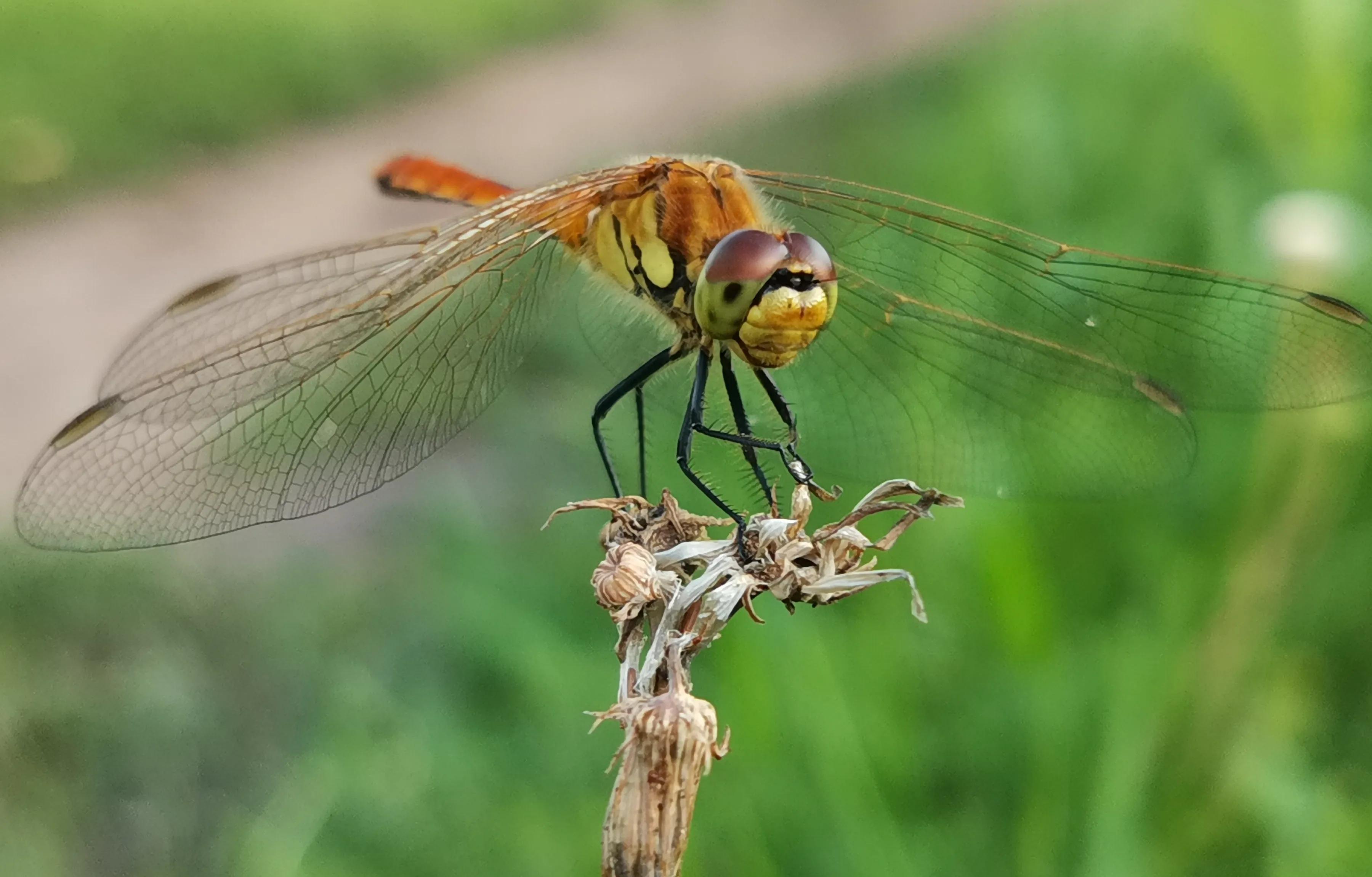 手机摄影手册圈友作品选第7期,手机摄影手册圈友作品选第6期