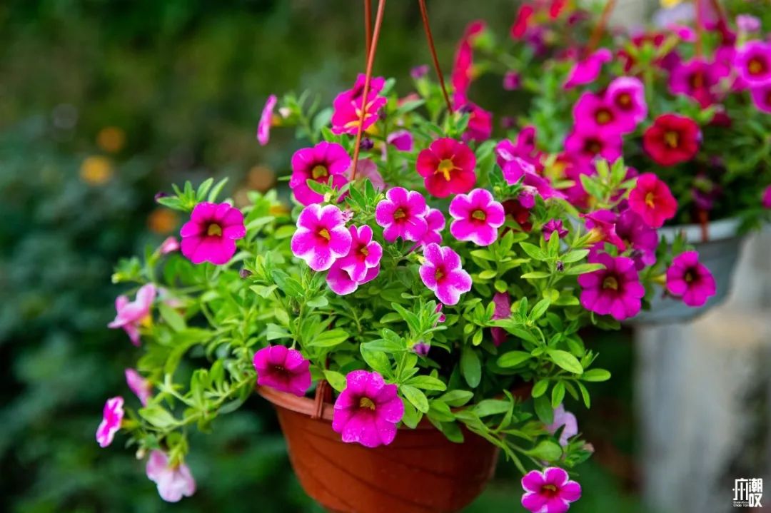 广州最便宜的花卉市场1块钱,广州岭南花卉市场买花攻略